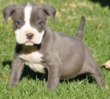 Lovely American Pitbull puppies available
