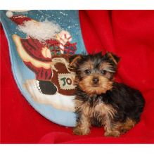 Precious Yorkshire terrier Puppies available