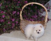 Purebred Pomeranian Puppies Available