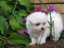 Registered Maltese Puppies available