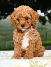 🐕🐕🐕Beautiful Toy Cavapoo Puppies for adoption🐕🐕🐕 Image eClassifieds4u 2