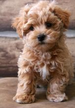 🐕🐕CKC registered Maltipoo puppies available for adoption'🐕🐕 Image eClassifieds4u 2