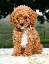 Male and female Toy Cavapoo puppies for adoption Image eClassifieds4u 2