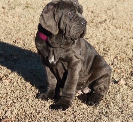 Neapolitan Mastiff puppies now available Image eClassifieds4u