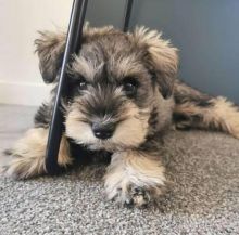 Miniature Schnauzer Puppies looking for great homes 🐕🐕