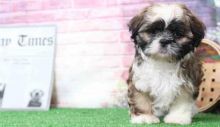 Shih Tzu puppies available