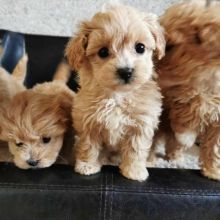 MaltiPoo Puppies for adoption 🐶 Image eClassifieds4U