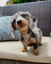Dachshund Puppies Available With Microchip And 1st Vaccination