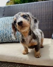 Dachshund Puppies Available With Microchip And 1st Vaccination
