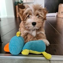 Havanese Puppies Full Of Energy, Love And Playfulness