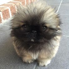 Pekingese Puppies Ready For Their New Families