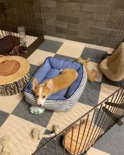 Pembroke Welsh Corgi Puppies Ready To Find New Homes