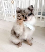 Pomeranian Puppies Exposed To Kids, Cats And Dogs