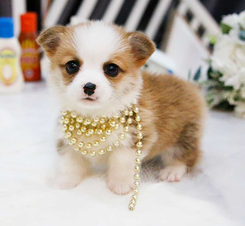 Beautiful Pembroke corgi pups for sale Image eClassifieds4u