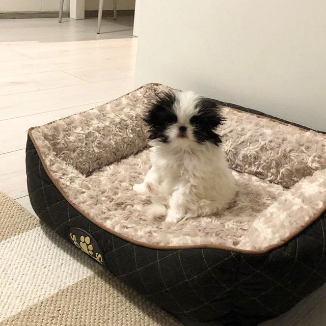 Japanese Chin Puppies With 2 Years Health Guarantee Image eClassifieds4u