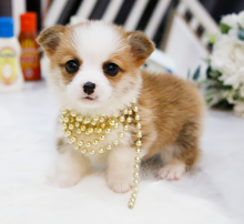 Beautiful Pembroke corgi pups for sale Image eClassifieds4u 3