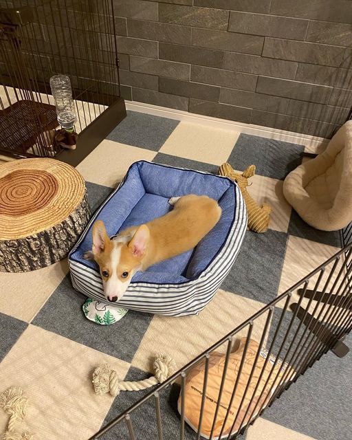 Pembroke Welsh Corgi Puppies Ready To Find New Homes Image eClassifieds4u