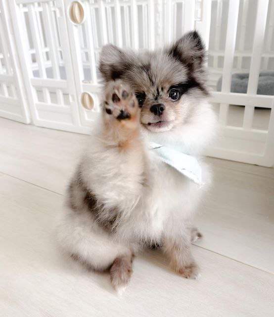 Pomeranian Puppies Exposed To Kids, Cats And Dogs Image eClassifieds4u