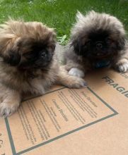 Pekingese Puppies for great homes🐩 🐶