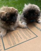 Pekingese Puppies for great homes🐩 🐶