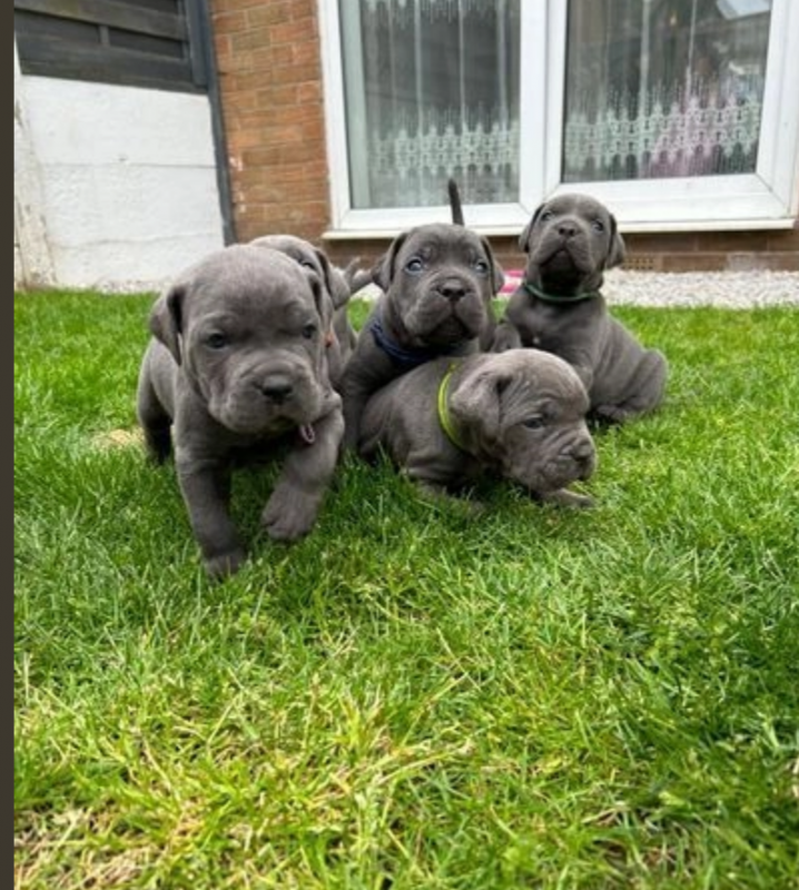 🐾🐾 Cane corso puppies available 🐾🐾 Image eClassifieds4u