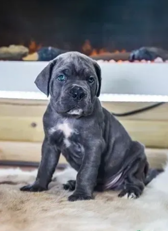 🐾🐾 Cane corso puppies available 🐾🐾 Image eClassifieds4u