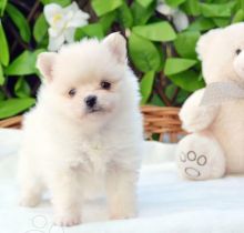4 amazing Pomeranian puppies