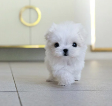 Adorable KC Maltese Puppies - Fully Vaccinated