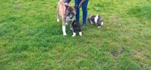 Akita Inu Puppies for re homing