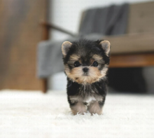 Amazing litter of Morkie puppies Available