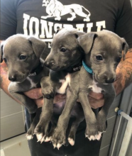 Beautiful litter of Italian greyhounds