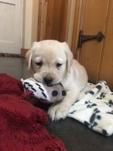 Labrador Retriever Puppies for great homes
