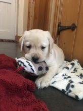 Labrador Retriever Puppies for real homes