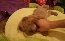 Shar Pei lovers/Pet Lovers contact mypuppiesh@gmail.com*