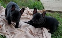 Purebred French Bulldogs