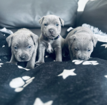 Quality Kc Staffordshire Bull Terrier Puppies