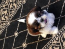 Shih Tzu puppies available for great pet lovers