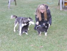 Siberian Husky Puppies