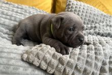 Staffordshire Bull Terrier Puppies for you