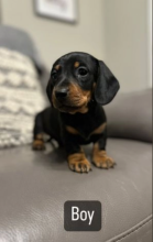 Stunning Miniature Dachshund pups available