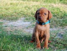 Vizsla Puppies for Vizsla pet homes