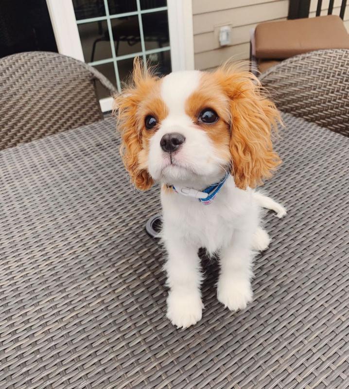 Adorable Cavalier King Charles Spaniel Puppies For Adoption Image eClassifieds4u