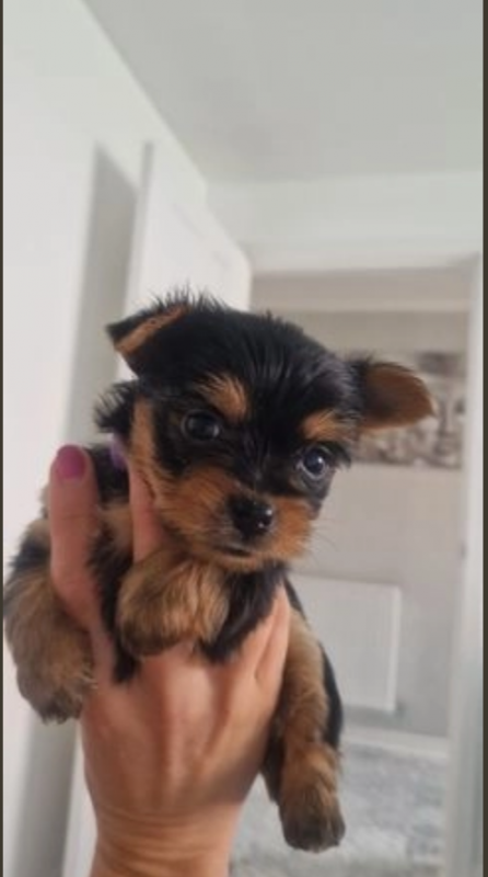 Adorable mini female and male pure breed😍 Image eClassifieds4u