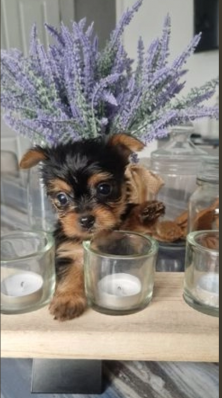 Adorable mini female and male pure breed😍 Image eClassifieds4u