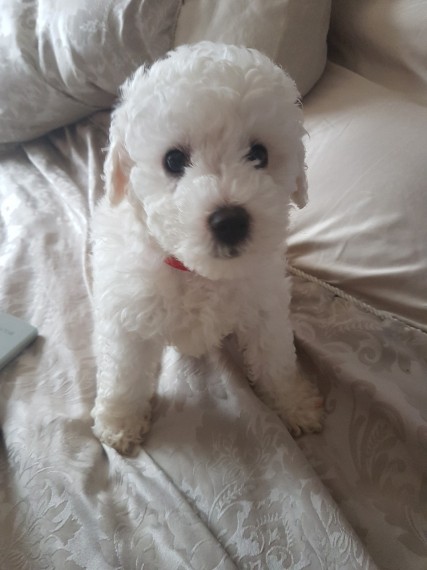 Beautiful Bichon Frise Puppies 🐩🐩 Image eClassifieds4u