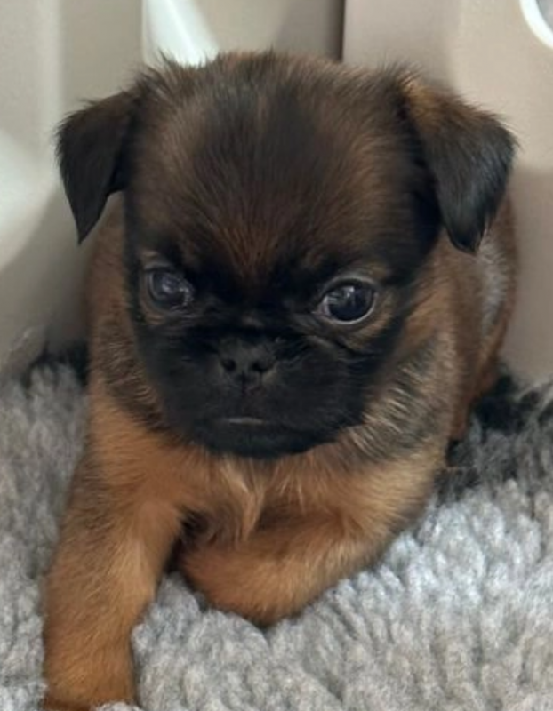 Beautiful top quality Griffons Bruxellois Image eClassifieds4u