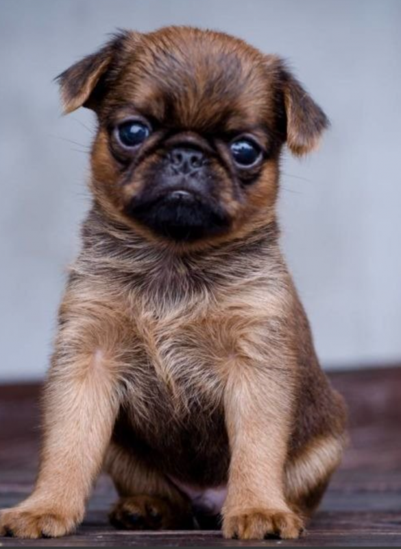 Beautiful top quality Griffons Bruxellois Image eClassifieds4u