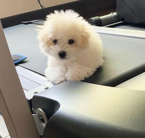 Bolognese Puppies for pet Lovers Image eClassifieds4u