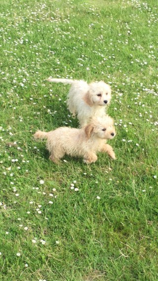 Cavapoo puppies available for homes Image eClassifieds4u