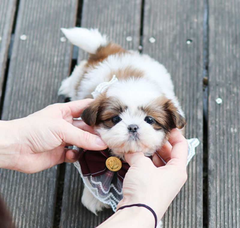 Kc exceptionally stunning Shih Tzu puppies Image eClassifieds4u